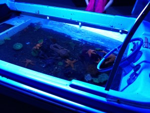 The Portland Aquarium just opened this month, promising a new place for Oregon families to get up close with local sea life. Our family visited the new attraction and, sadly, it is a big disappointment. Oregon families should wait to visit until significant upgrades can be made to the facility.  