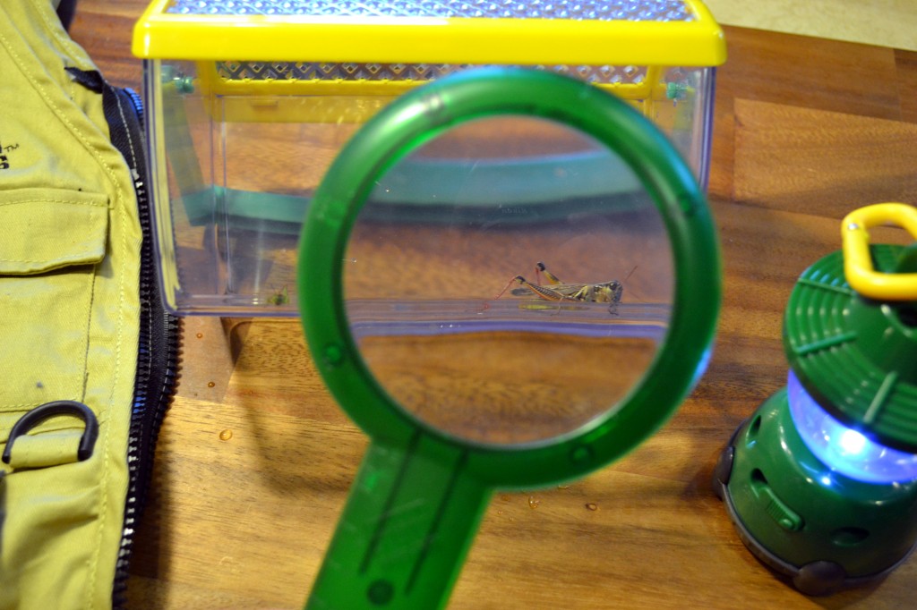 Backyard_Safari_Outfitters_02