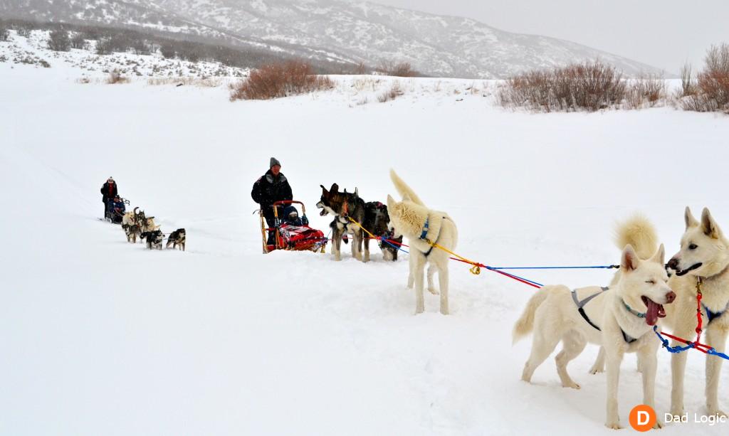 Dog Sledding 01