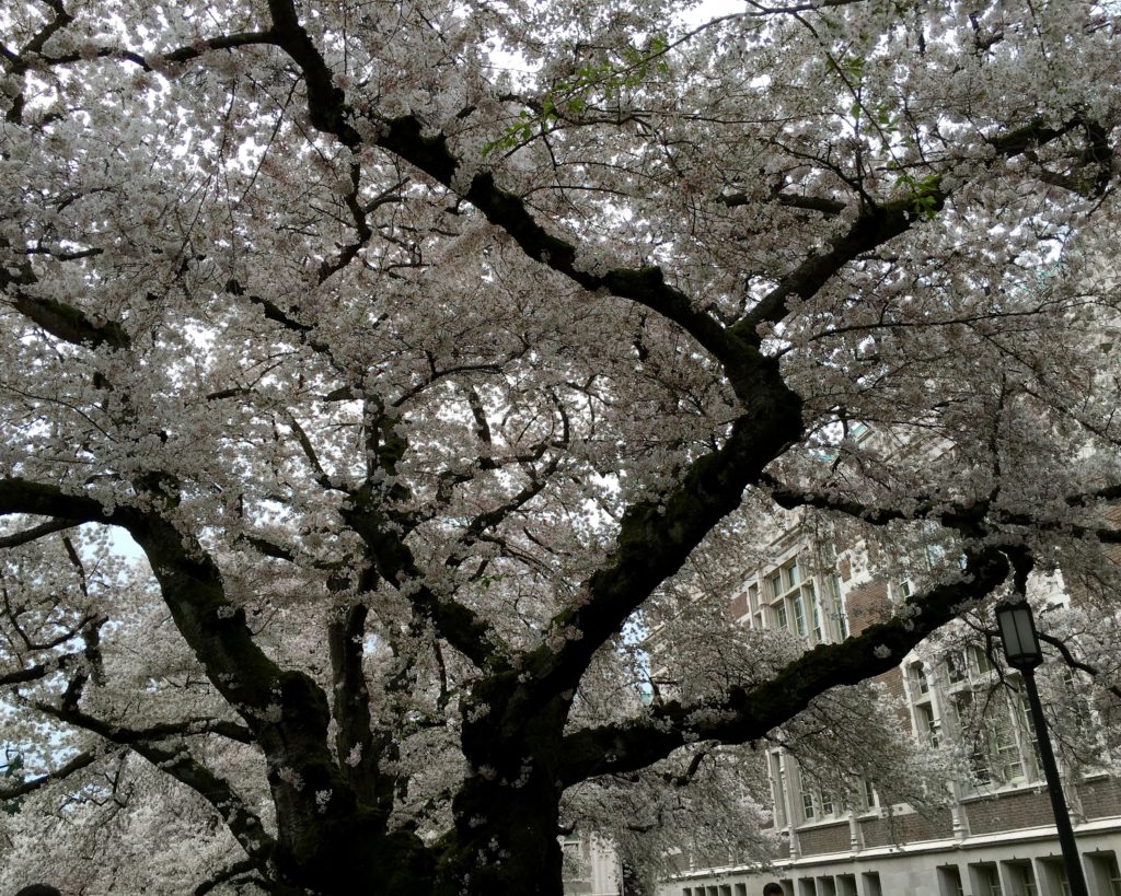 University of Washington Cherry Blossoms